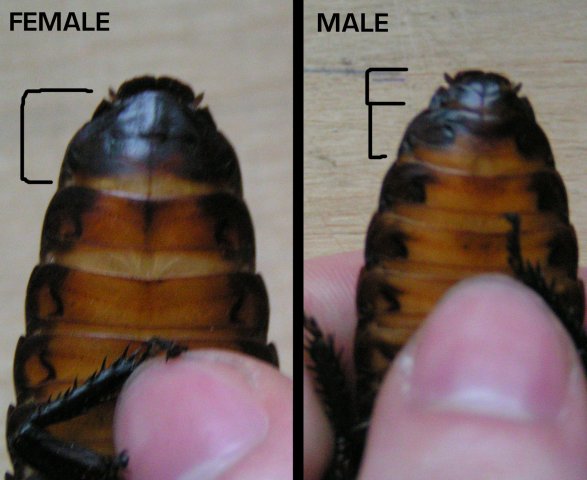 Мадагаскарский шипящий таракан (Gromphadorhina portentosa) X_ecad8d4c